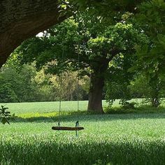 a person sitting on a swing in the middle of a grassy field under a large tree