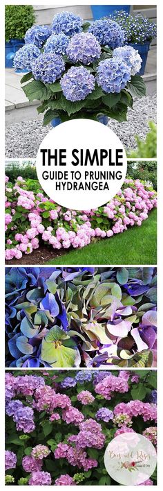 the simple guide to pruning hydrangea, including blue and pink flowers