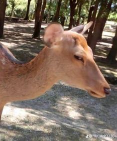 an animal that is standing in the dirt near some trees and grass with another animal behind it