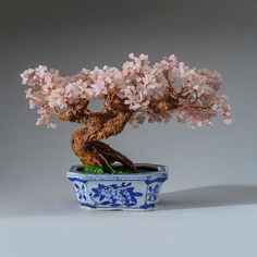 a bonsai tree in a blue and white potted planter on a gray background