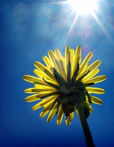 the sun shines brightly over a large yellow flower in front of a blue sky