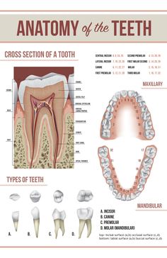 Parts Of A Tooth, Teeth Anatomy, Teeth Tips