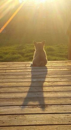 a dog sitting on a wooden deck with the sun shining in the backround