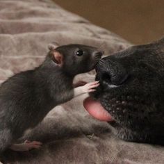 Rat Dog, Unlikely Friends, Good Buddy, Therapy Dogs