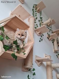 a cat is sitting in a wooden bird house