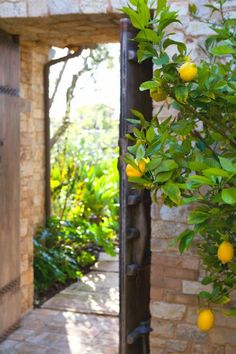 an orange tree in front of a brick wall and door with green leaves on it