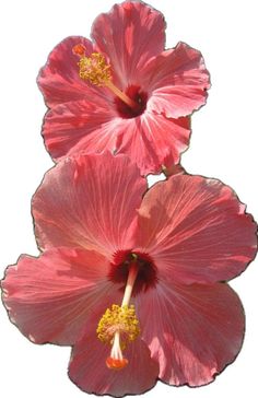 two large pink flowers with yellow stamens