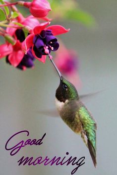 a hummingbird is flying near some pink and purple flowers