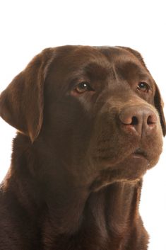 a brown dog is looking at the camera with an intense look on it's face