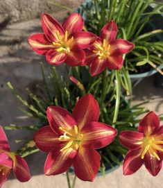 some red and yellow flowers are in a pot