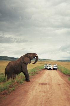 an elephant standing on the side of a dirt road next to a white car in front of it