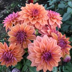 an arrangement of orange and purple flowers in a garden