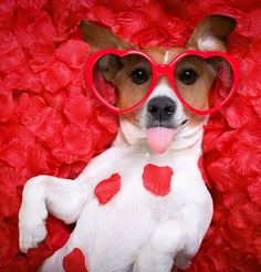 a dog wearing heart shaped sunglasses on top of a bed of red paper flowers with its tongue out