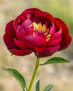 a large red flower with green leaves in the foreground and a blurry background