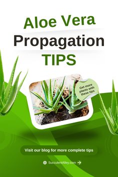 Aloe vera propagation tips with an image of two small aloe plants in soil.