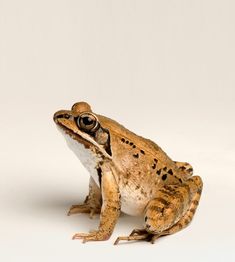 a brown and white frog sitting on top of a white floor