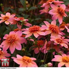 many pink flowers with green leaves in the background