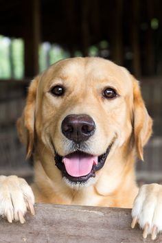 a close up of a dog with its paws on a wooden fence looking at the camera