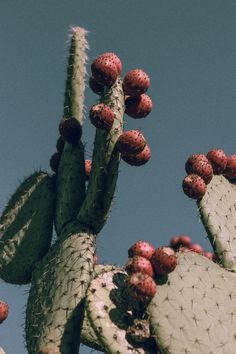 the top of a cactus plant with red fruit on it's leaves, against a blue sky background