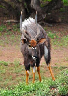 an animal with long horns is walking through the grass