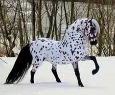 a black and white horse standing in the snow next to some bare tree's