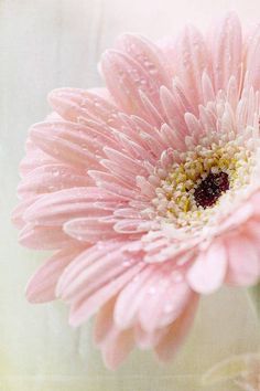 a pink flower with water droplets on it