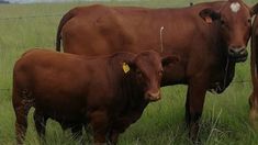 two brown cows standing next to each other on a lush green field with tall grass