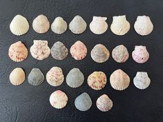 several seashells are arranged on a black surface