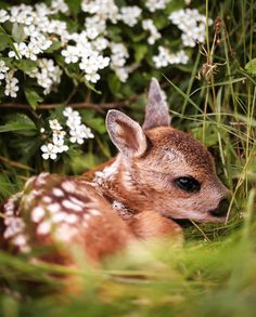 a baby deer laying in the grass next to some white flowers and greenery with its eyes open