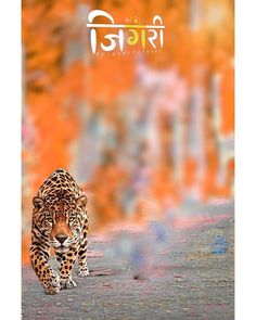 a leopard is walking down the street in front of an orange and blue background with words on it