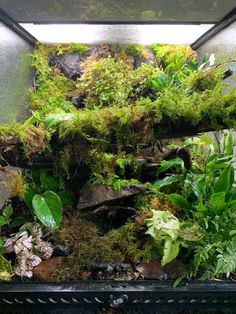 an aquarium filled with lots of plants and rocks