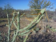 a large green cactus plant in the desert