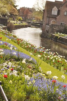 the flowers are blooming along the side of the river