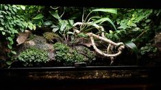 an aquarium filled with plants and rocks in front of a wall full of greenery