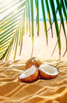 two coconuts on the beach with palm leaves