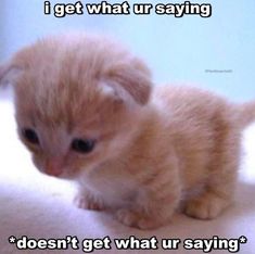 a small kitten sitting on top of a white floor