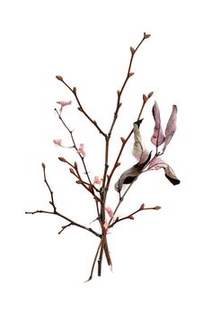 a branch with pink flowers on it against a white background