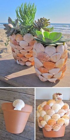 several pictures of different types of plants in clay pots on the beach, including succulents and seashells