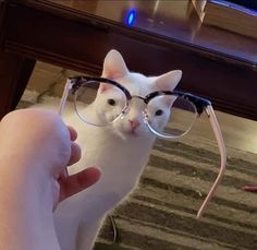 a white cat wearing glasses while being held by someone's hand in front of a mirror