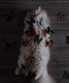 a white cat laying on its back surrounded by many different colored butterfly shapes and moths