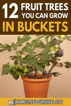 a potted plant with the words 12 fruit trees you can grow in buckets