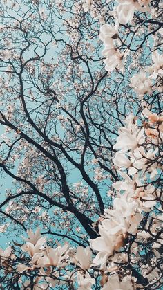 the tree is blooming with white flowers on it's branches and blue sky in the background