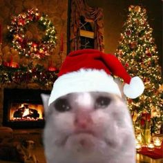 a cat wearing a santa hat in front of a christmas tree