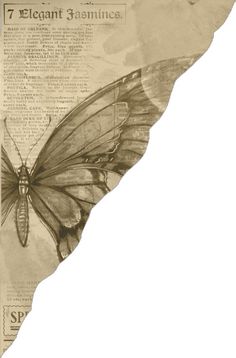 an image of a butterfly on top of a piece of paper