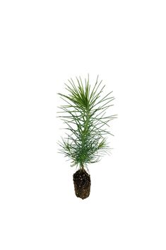 a small pine tree in a pot on a white background