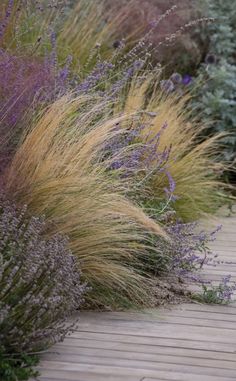 some purple and yellow plants on a wooden walkway