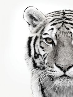 a black and white photo of a tiger's face