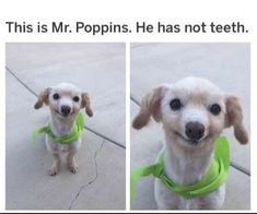 two pictures of a dog wearing a neon green collar and leash, one with the caption'this is mr popins he has not teeth '