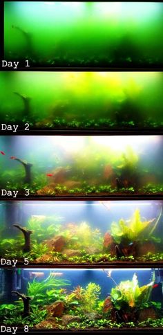 the different types of fish in an aquarium are shown with green and yellow algaes