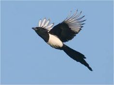 a black and white bird flying in the sky